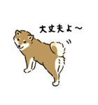 今日も柴犬が可愛い5 -胡麻柴-（個別スタンプ：8）