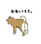 今日も柴犬が可愛い5 -胡麻柴-（個別スタンプ：10）