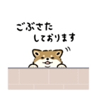 今日も柴犬が可愛い5 -胡麻柴-（個別スタンプ：11）