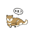 今日も柴犬が可愛い5 -胡麻柴-（個別スタンプ：12）
