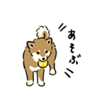 今日も柴犬が可愛い5 -胡麻柴-（個別スタンプ：13）