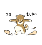 今日も柴犬が可愛い5 -胡麻柴-（個別スタンプ：15）
