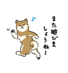 今日も柴犬が可愛い5 -胡麻柴-（個別スタンプ：16）