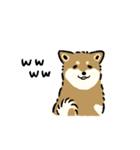 今日も柴犬が可愛い5 -胡麻柴-（個別スタンプ：19）