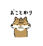 今日も柴犬が可愛い5 -胡麻柴-（個別スタンプ：29）