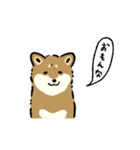 今日も柴犬が可愛い5 -胡麻柴-（個別スタンプ：31）