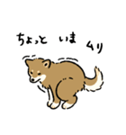 今日も柴犬が可愛い5 -胡麻柴-（個別スタンプ：33）