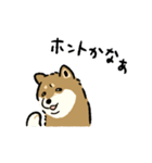今日も柴犬が可愛い5 -胡麻柴-（個別スタンプ：34）