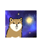 今日も柴犬が可愛い5 -胡麻柴-（個別スタンプ：40）