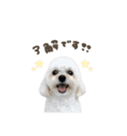 しらたまくん☆スタンダード.（個別スタンプ：1）