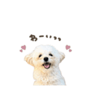 しらたまくん☆スタンダード.（個別スタンプ：16）