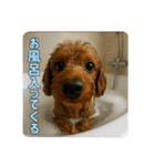 【 3D 】 トイちん スタンプ（個別スタンプ：4）