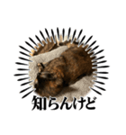 アラレちゃんの大冒険（個別スタンプ：8）