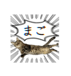 勢いのある犬猫（個別スタンプ：1）
