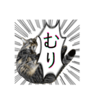 勢いのある犬猫（個別スタンプ：3）