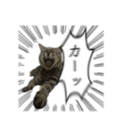 勢いのある犬猫（個別スタンプ：4）