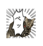 勢いのある犬猫（個別スタンプ：5）