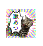 勢いのある犬猫（個別スタンプ：6）