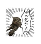 勢いのある犬猫（個別スタンプ：7）