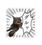 勢いのある犬猫（個別スタンプ：8）