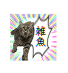 勢いのある犬猫（個別スタンプ：9）