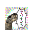 勢いのある犬猫（個別スタンプ：10）