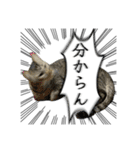 勢いのある犬猫（個別スタンプ：11）