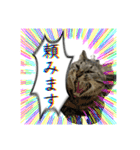 勢いのある犬猫（個別スタンプ：12）