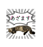 勢いのある犬猫（個別スタンプ：13）