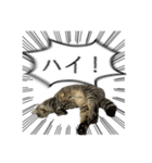 勢いのある犬猫（個別スタンプ：14）