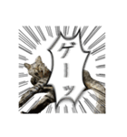 勢いのある犬猫（個別スタンプ：16）