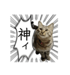 勢いのある犬猫（個別スタンプ：17）