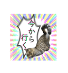 勢いのある犬猫（個別スタンプ：18）