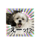 勢いのある犬猫（個別スタンプ：22）
