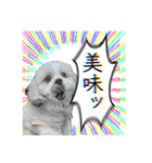 勢いのある犬猫（個別スタンプ：23）
