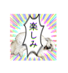 勢いのある犬猫（個別スタンプ：24）