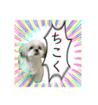 勢いのある犬猫（個別スタンプ：27）