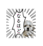 勢いのある犬猫（個別スタンプ：28）