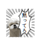 勢いのある犬猫（個別スタンプ：29）