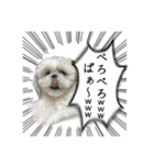 勢いのある犬猫（個別スタンプ：31）