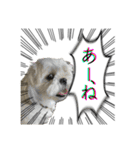勢いのある犬猫（個別スタンプ：32）