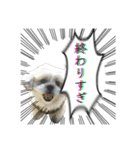 勢いのある犬猫（個別スタンプ：33）