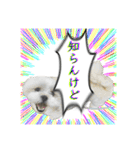 勢いのある犬猫（個別スタンプ：35）