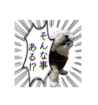 勢いのある犬猫（個別スタンプ：37）