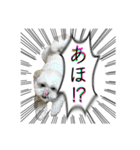 勢いのある犬猫（個別スタンプ：38）