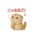 子ネコverスコティッシュフォールド（個別スタンプ：1）
