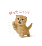 子ネコverスコティッシュフォールド（個別スタンプ：4）