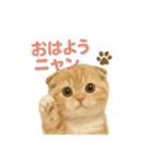 子ネコverスコティッシュフォールド（個別スタンプ：6）