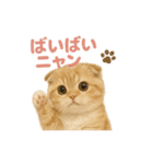 子ネコverスコティッシュフォールド（個別スタンプ：9）