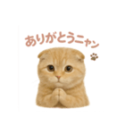 子ネコverスコティッシュフォールド（個別スタンプ：11）